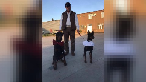 İtlərinə toy edən iş adamı DANIŞDI: &ldquo;5 nəfər dostla bir yerdə &ccedil;&ouml;rək yemişik" - VİDEO  