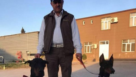 İtlərinə toy edən iş adamı videonu yayan şəxsi məhkəməyə verir