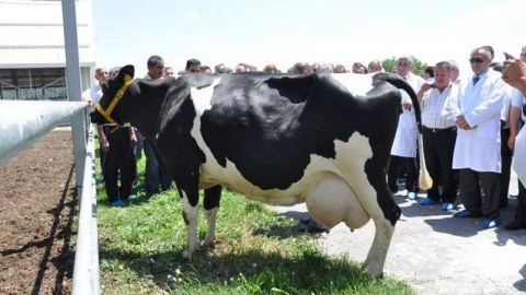 Azərbaycana  Avstriya və Almaniyadan  mal-qara gətirildi