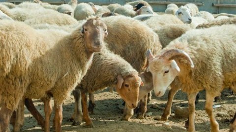 Ərəblər Azərbaycanda qoyun ətini bahalaşdırdılar - Qoyunlarımız ərəb &ouml;lkələrinə aparılır  