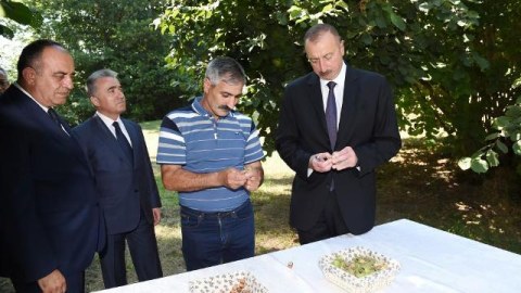 Prezident Qaxda fındıqçılıq təsərrüfatına gedib