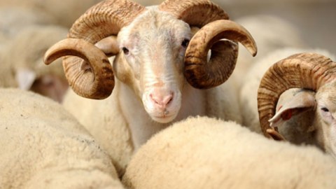 Bakıda qurbanlıq heyvanların satış yarmarkaları a&ccedil;ılır - &Uuml;NVANLAR  &nbsp;