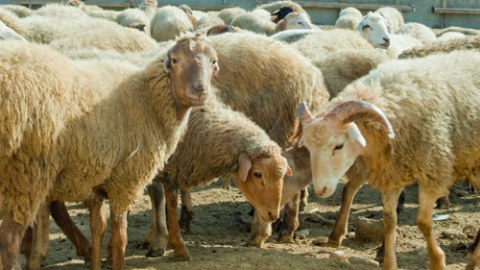 Nazirlik sahibkarları qurbanlıq heyvan satışına dəvət etdi  &nbsp;