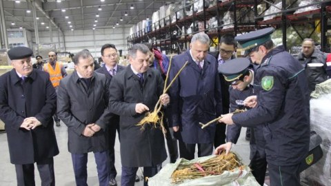 &Ccedil;indən daha 1 milyon tut tingi gətirildi
