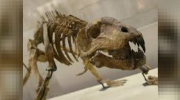 Dinozavr skeletləri 3 milyon dollara satıldı