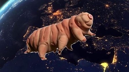 Yer kürəsində ən çox bu canlılar yaşayacaqlar 