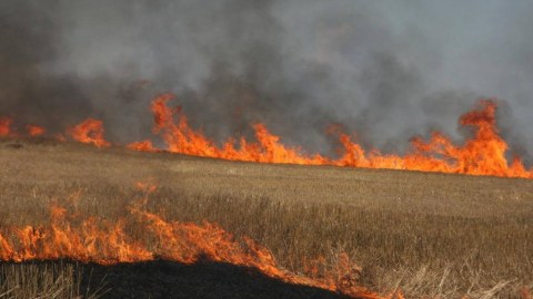 Azərbaycanda əkin yerlərini yandıranlar cəzalandırılacaqlar