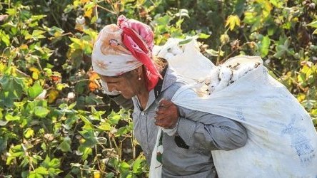 Pambıqçıların zəhərlənməsinin əsas SƏBƏBLƏRİ açıqlandı   