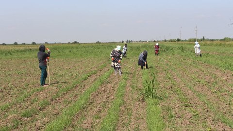“Pambıqçıların zəhərlənməsi təxribat deyil” - Ekspert SƏBƏBLƏRİ göstərdi   