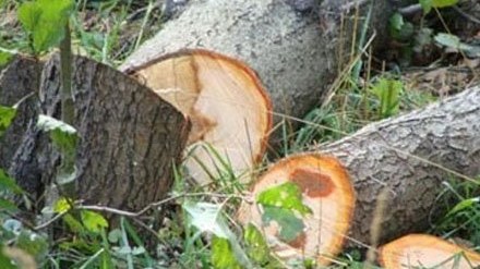 Ağaclar daha çox bu rayonlarda kəsilir - SİYAHI