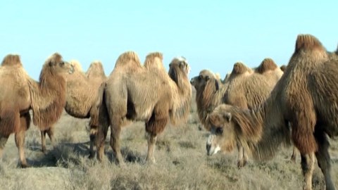 Şabrandakı dəvə fermaları hansı məmurundur?..   
