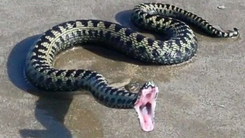 Sərhədçilər ilan sancan Alxanlı sakinini xilas etdi