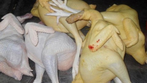 Azərbaycanda broyler toyuqlarını rəngləyib “kənd toyuğu” kimi satanlar həbs edildilər