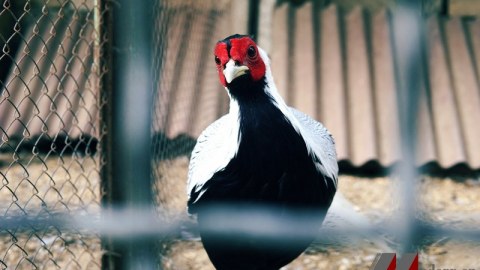 Bakı Zooparkında meymunlar əkizlədi, maralların buynuzlarını kəsdilər, Yallı qoyun evləndirildi - REPORTAJ+ FOTOLAR   