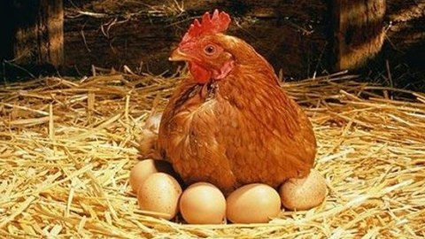 Sədr yumurta qıtlığından DANIŞDI: “Toyuğa deyə bilmərik ki, günə 3 dənə yumurtla”