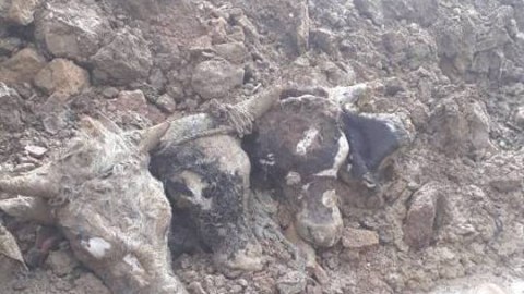 Kanalizasiyadan mal başları, sement kisələri çıxdı - FOTO+VİDEO