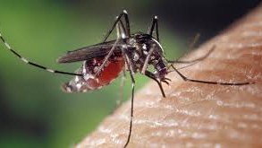 Bu virus Kataloniyada da yayıldı