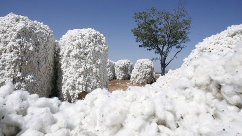 Pambığın növü üzrə alış qiymətləri açıqlandı - Artırılıb