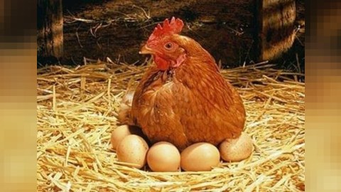 Quşlar tələf olur, Bakıda yumurta limitlə satılır