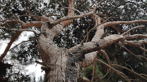 Ağaclar kəsilməyib, köçürülüb - Bakı Meriyasından qalmaqallı hadisə haqda AÇIQLAMA   