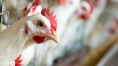 Rusiyadan ət idxalına məhdudiyyət qoyuldu - TƏHLÜKƏ