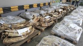 2070 kiloqram fil dişi m&uuml;sadirə edildi