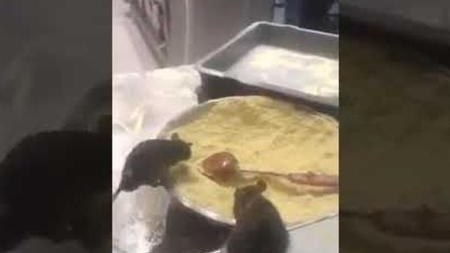 Mətbəxində siçanlar gəzən bu restoran bağlandı - VİDEO