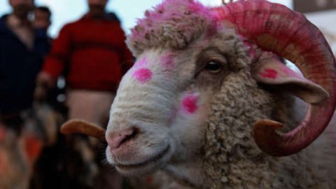 Qurban bayramı günü qurban kəsmək ancaq hacılara vacibdir