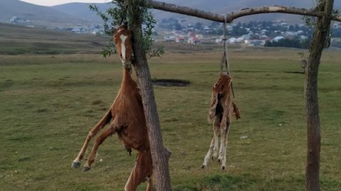 Daşkəsəndə görünməmiş VƏHŞİLİK - Öldürüb, dirəkdən asdılar - FOTOLAR  