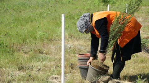 İcra Hakimiyyətləri haqqı ödənilən ictimai işlərə nə qədər işsiz cəlb edib? - SORĞU