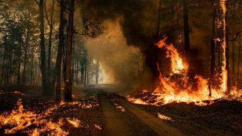 Avstraliyada meşə yanğınları can almağa davam edir