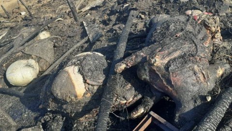 Laçınlı məcburi köçkünün 20 inəyi yanıb - FOTO