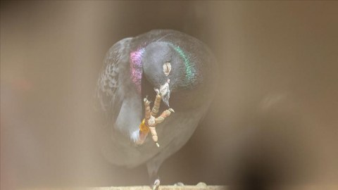 Dünyanın ən bahalı göyərçini bu qiymətə satıldı
