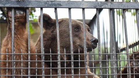 Bakı zooparkına giriş bahalaşacaq - Direktor yeni zooparkın açılışından DANIŞDI