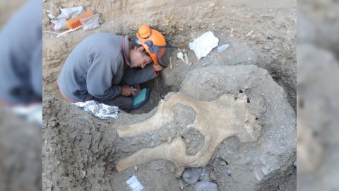 Kaliforniyada qəribə varlığın sümükləri aşkarlandı