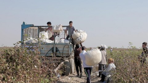 Özbəkistan pambığına qarşı boykot dayandırılır