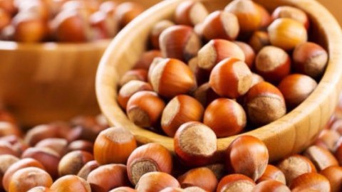 Zaqatalada yeni fındıq emalı fabriki yaradılır