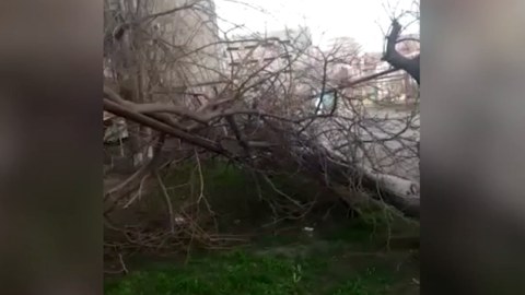Sumqayıtda külək ağacı qaz borusunun üzərinə aşırdı