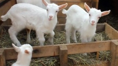 Xaricdən Azərbaycana gətirilən cins qoyun-keçilərin aqibəti NECƏ OLDU?.. 