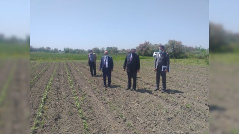 Rüstəm Xəlilov pambıq sahəsində becərmə işləri ilə tanış olub - FOTOLAR