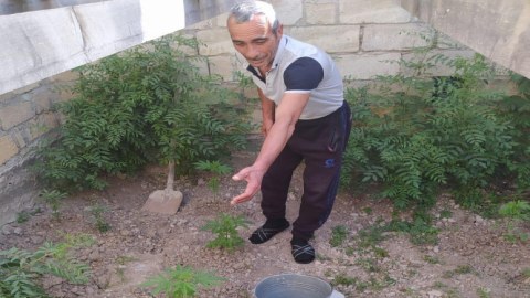 Beyləqanda çətənə bitkisi yetişdirən şəxs tutuldu - FOTO