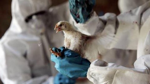 Çində quş qripinin təhlükəli ştamı qeydə alınıb