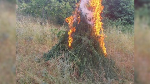 Xocavənddə narkotik tərkibli bitkilər məhv edildi