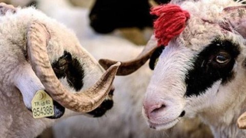 Qurban bayramı günlərində satış yarmarkaları olacaq?