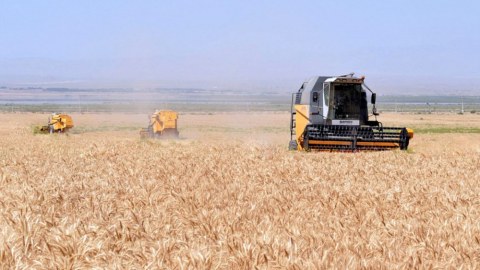 Azərbaycanda taxılın sığorta məbləği açıqlanıb