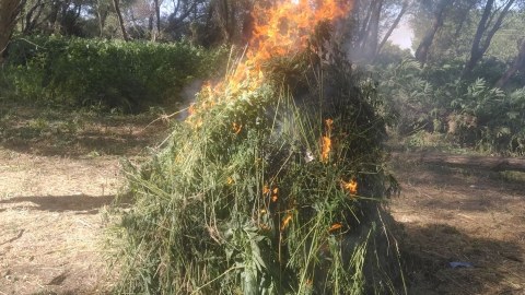 Gəncədə yabanı çətənə kolları məhv edildi