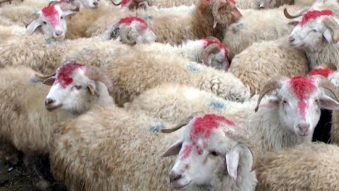 TƏBİB-dən Qurban bayramı ilə bağlı ÇAĞIRIŞ