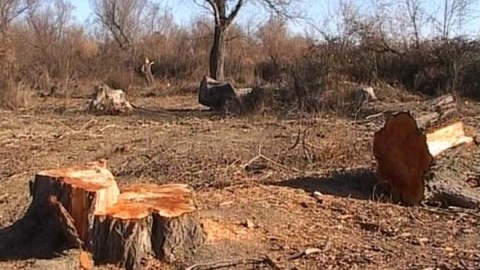 “Beta” şirkəti Lənkəran meşəsində ağacları kəsib - Nazirlik