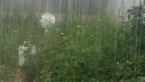 Polis İsmayıllıda əməliyyat keçirib, saxlanılanlar var
