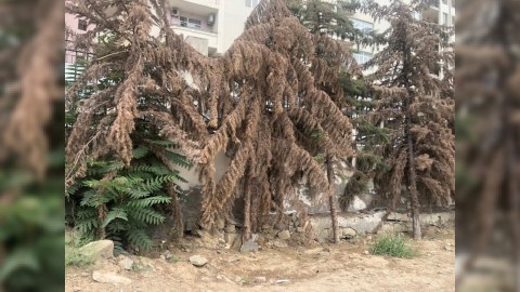 Qurumuş ağacların yerinə yeniləri əkildi - FOTO